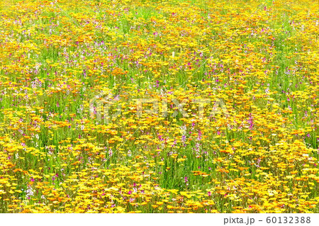 春の印象 花畑 春の印象 花畑 60132388