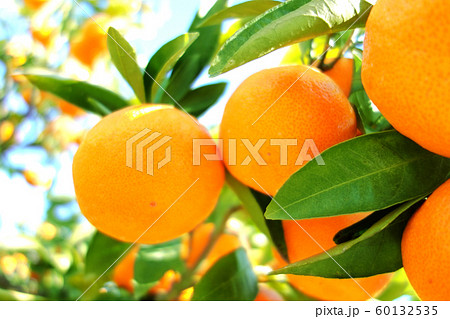 みかん 柑橘類 有田みかん みかん 柑橘類 有田みかん 60132535