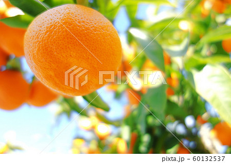 みかん　柑橘類　有田みかん 60132537