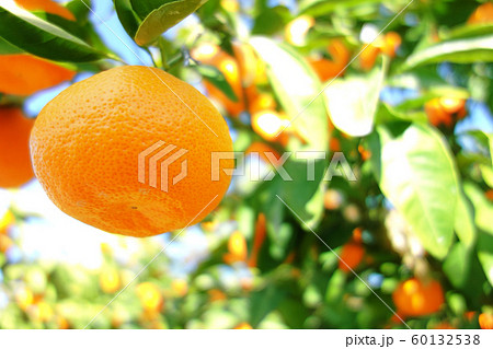 みかん 柑橘類 有田みかん みかん 柑橘類 有田みかん 60132538