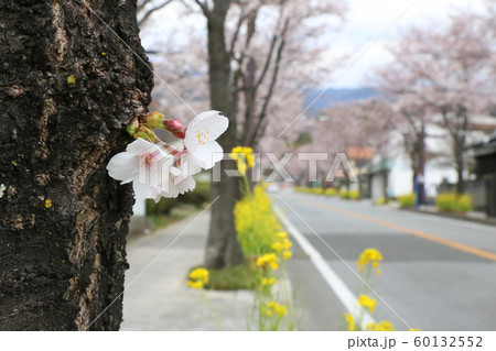 武田通りの桜並木 60132552