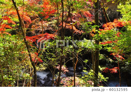 湯河原の町並み 万葉公園の紅葉と千歳川の写真素材