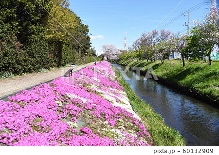 芝桜 芝桜 60132909