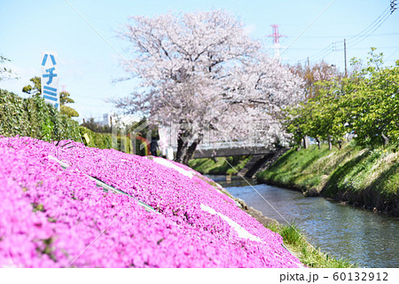 渋田川沿いの桜と芝桜 渋田川沿いの桜と芝桜 60132912