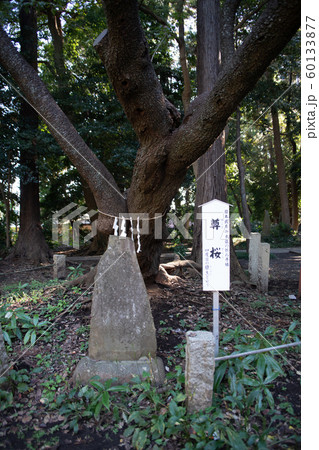 北野天神社　尊桜　所沢市 60133877
