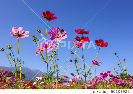 青空に映えるコスモスの花 60133925
