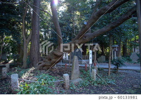 北野天神社　尊桜　所沢市 60133981