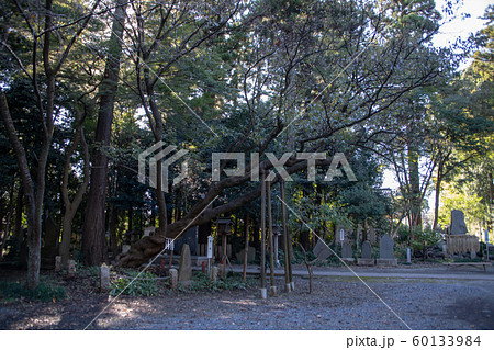 北野天神社　尊桜　所沢市 60133984