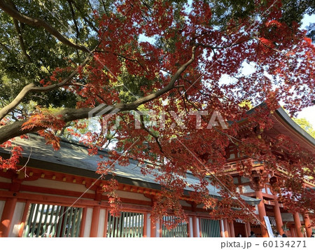 紅葉と神社 60134271