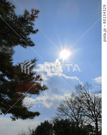自然を照らす美しい太陽　松の木　秋　 60134329