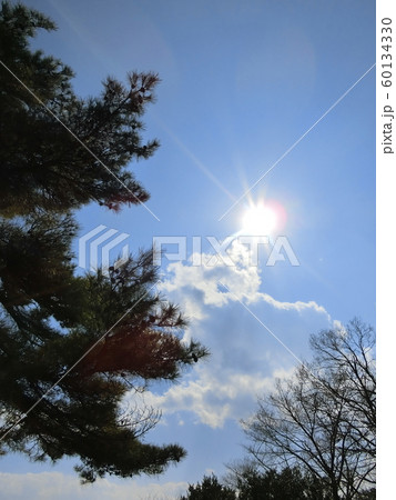自然を照らす美しい太陽　松の木　秋　 60134330