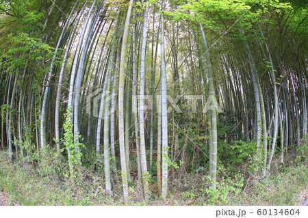 竹藪 60134604