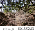 神奈川県真鶴　城山　ハイキングコース　木のトンネル　秋 60135283