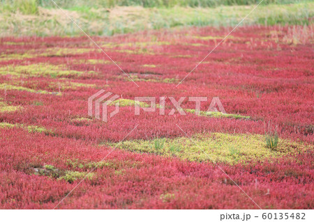 アッケシソウ（サンゴソウ）群落［横アングル・6-3］ 60135482