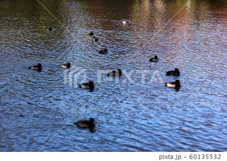 石神井公園の石神井池を泳ぐカモ(7) 60135532