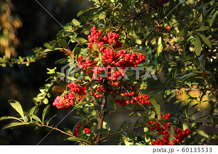 石神井公園の秋の彩り(6) 60135533
