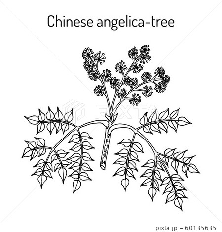 Chinese angelica-tree Aralia elata , medicinal plant 60135635