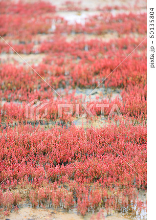 アッケシソウ（サンゴソウ）群落［縦アングル・6-4］ 60135804