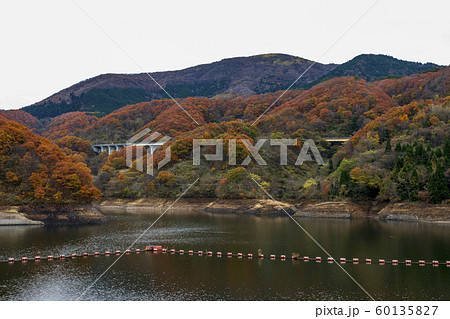 秋の風景＿紅葉とダム湖＿下蚊屋ダム 60135827
