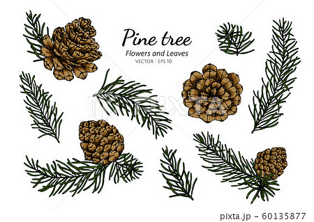 Collection set of pine cone and leaves drawing illustration. Collection set of pine cone and leaves drawing illustration. 60135877