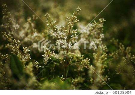 シルバープリペットの白い花 シルバープリペットの白い花 60135904