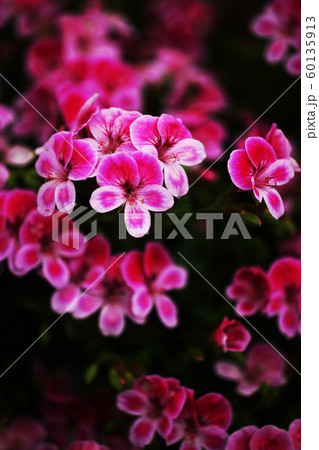 ベラルゴニウムの花 ベラルゴニウムの花 60135913