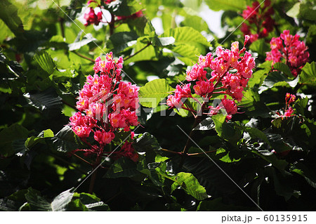 ベニバナトチノキの花 ベニバナトチノキの花 60135915