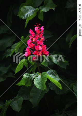 ベニバナトチノキの花 60135916