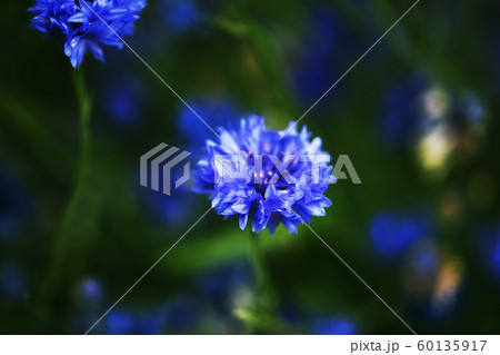 ヤグルマソウ 青紫色の花 ヤグルマソウ 青紫色の花 60135917