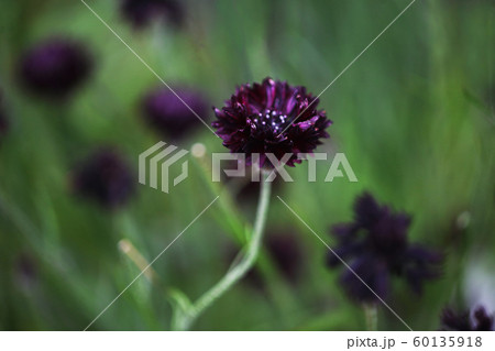 ヤグルマソウ 赤紫色の花 ヤグルマソウ 赤紫色の花 60135918