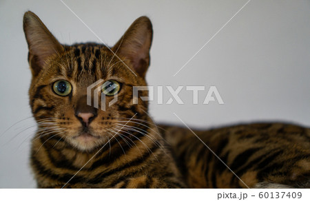 正面を見つめる猫（ベンガル） 60137409