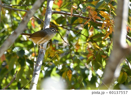 灰色 鼠色 グレー 60137557