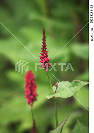 ベロニカ 赤い花の写真素材
