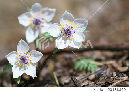 セツブンソウの花 セツブンソウの花 60138869
