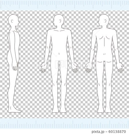 男性医学美女裸体裸体正面 背面 侧面 图库插图 60138870 Pixta