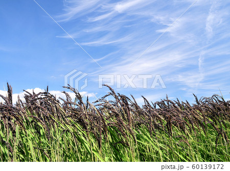 黒米の水田-14679 60139172