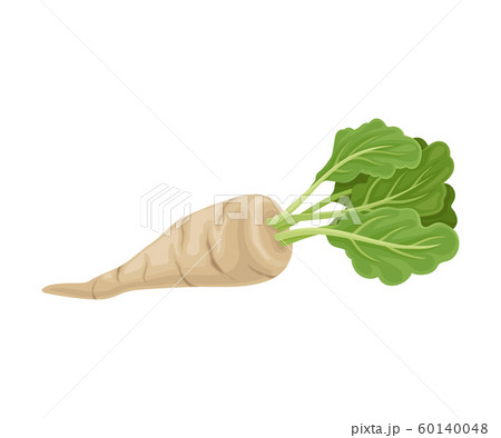 Parsnip Root With Green Leaves In Full Length Vector Item Parsnip Root With Green Leaves In Full Length Vector Item 60140048
