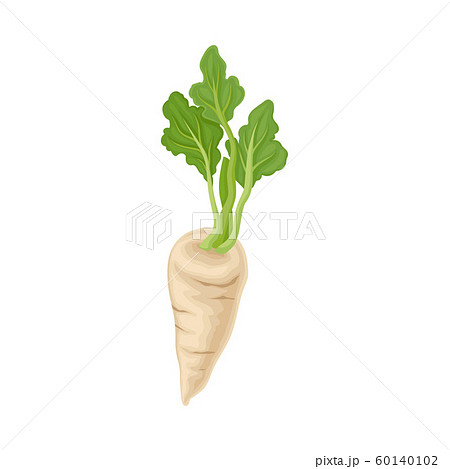 Parsnip Root With Green Leaves In Full Length Vector Item Parsnip Root With Green Leaves In Full Length Vector Item 60140102