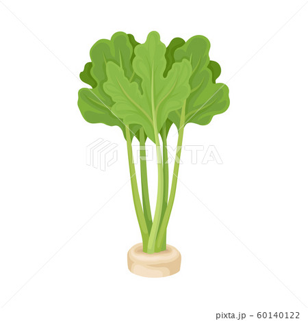 Parsnip Root Peeped out From the Ground With Green Leaves Vector Illustration. Agricultural Ingredient Concept Parsnip Root Peeped out From the Ground With Green Leaves Vector Illustration. Agricultural Ingredient Concept 60140122