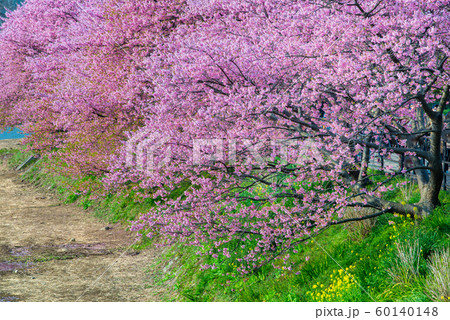 静岡県 河津川町 川沿いの河津桜並木 静岡県 河津川町 川沿いの河津桜並木 60140148