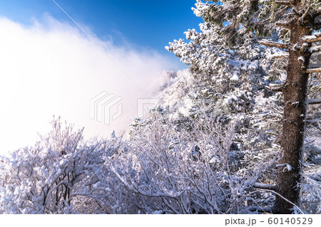霧氷・白銀の森 霧氷・白銀の森 60140529
