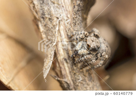 ヤマジハエトリ 60140779