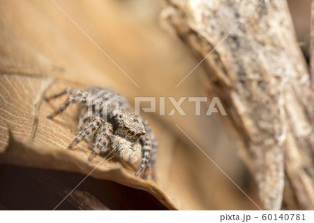 ヤマジハエトリ 60140781