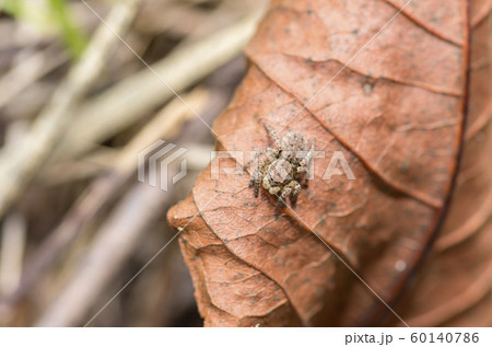 ヤマジハエトリ ヤマジハエトリ 60140786