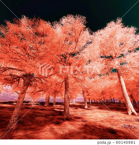Infrared view of outdoor public park Infrared view of outdoor public park 60140981