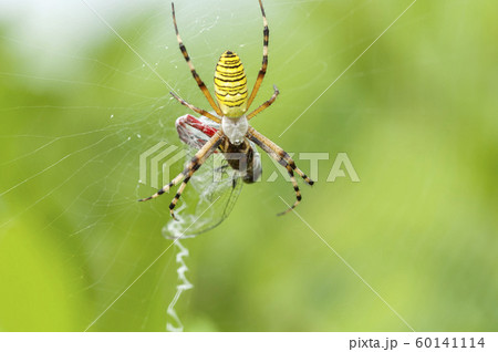 ナガコガネグモ 60141114