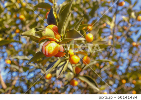 キンカン（港区） 60141434