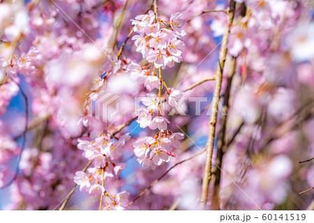慈雲寺の枝垂桜 イトザクラ 【山梨県】 慈雲寺の枝垂桜 イトザクラ 【山梨県】 60141519