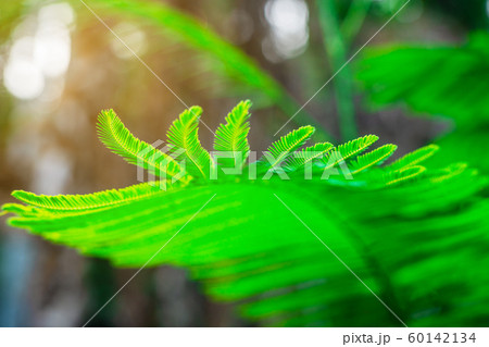 Green leaf nature with branch on light bokeh 60142134