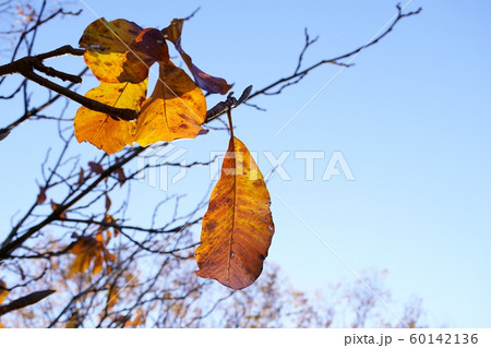 残り葉 60142136